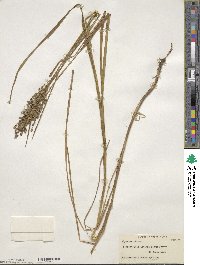 Glyceria obtusa image