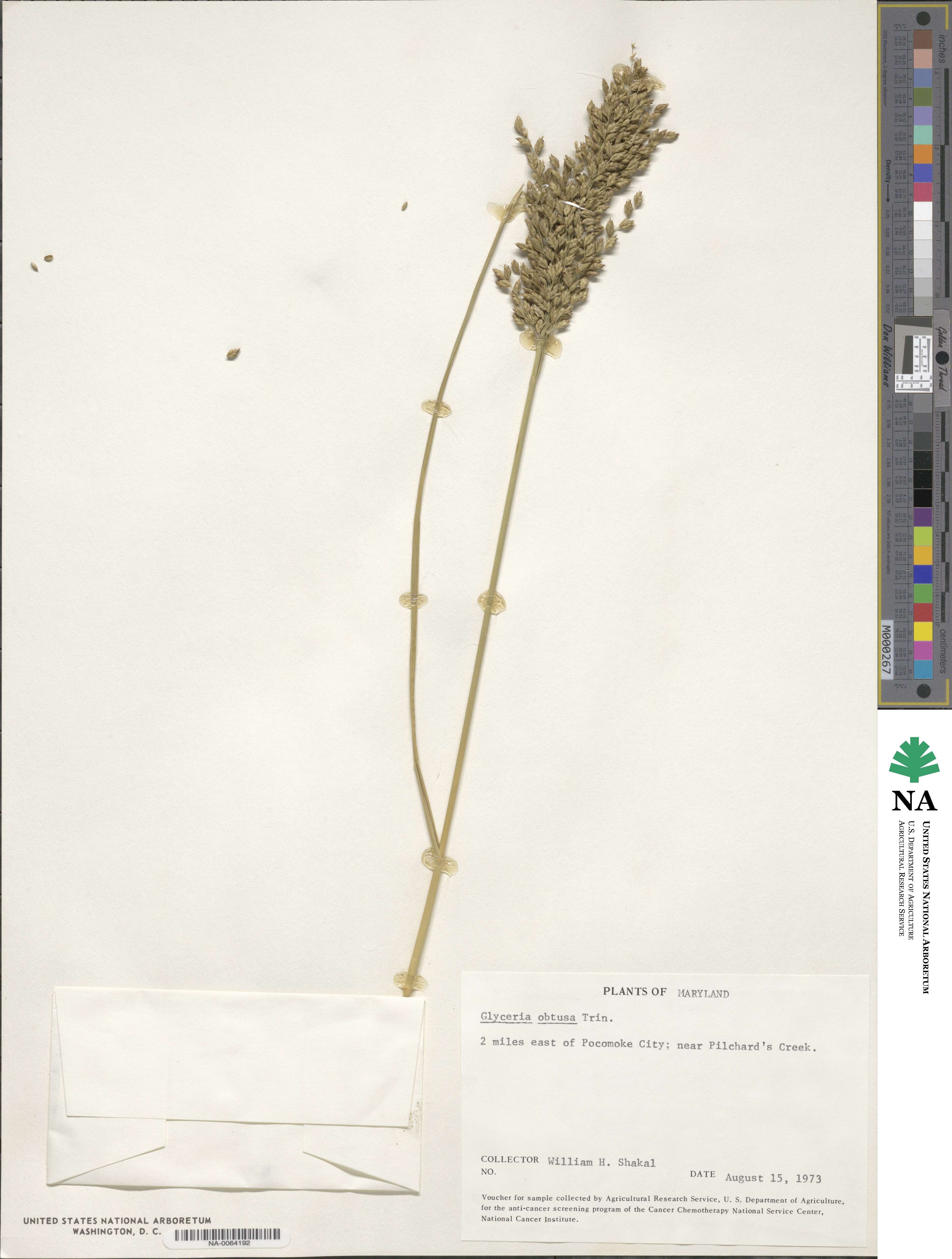 Glyceria obtusa image
