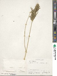 Glyceria obtusa image