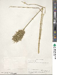 Glyceria obtusa image