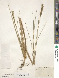 Glyceria obtusa image