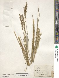 Glyceria obtusa image