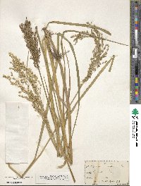 Glyceria obtusa image