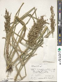 Glyceria obtusa image