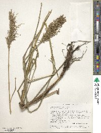 Glyceria obtusa image