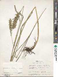 Glyceria obtusa image