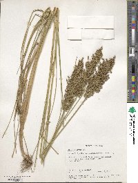 Glyceria obtusa image