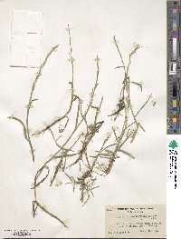 Glyceria × occidentalis image