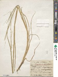 Glyceria × occidentalis image