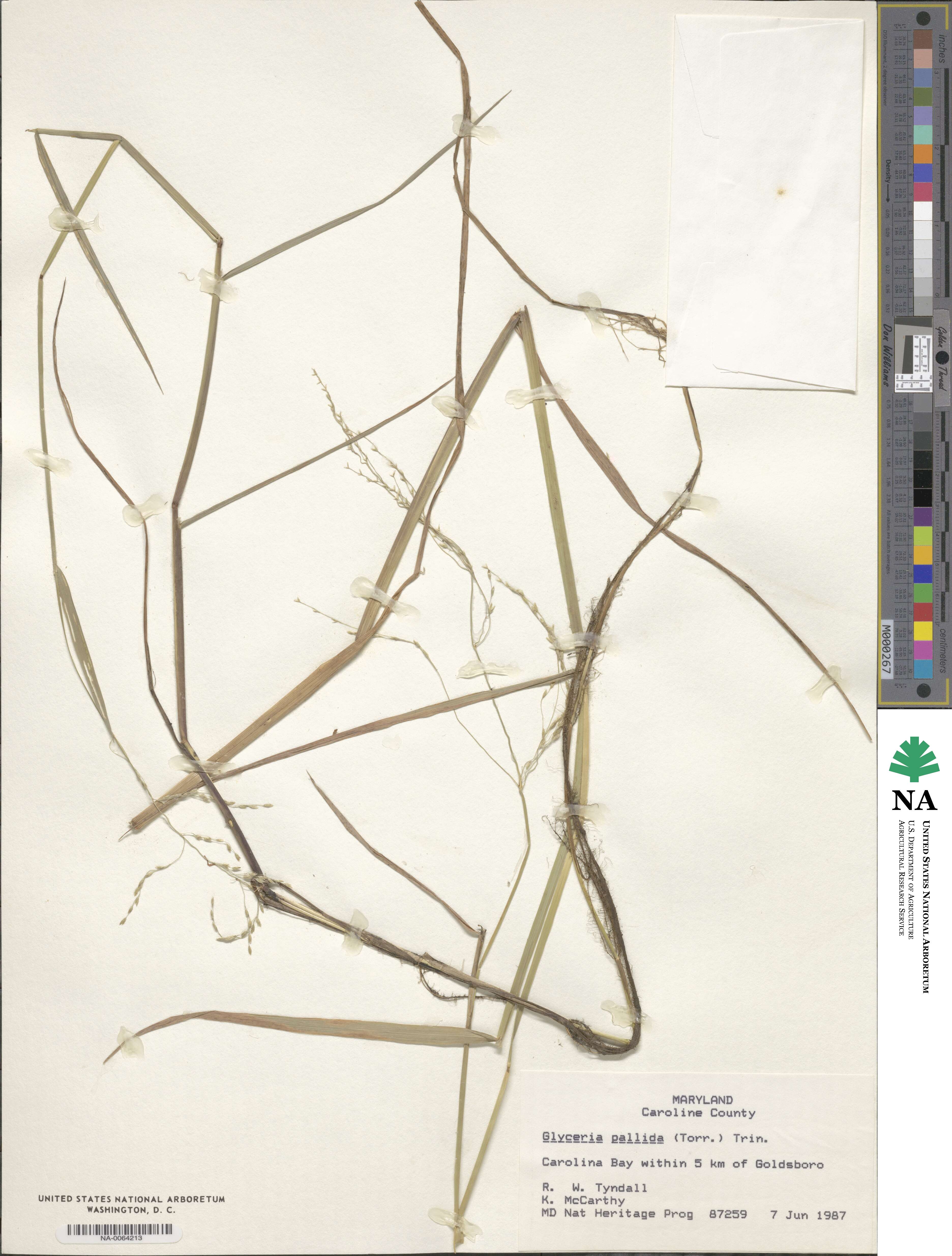 Torreyochloa image