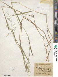 Torreyochloa pallida image