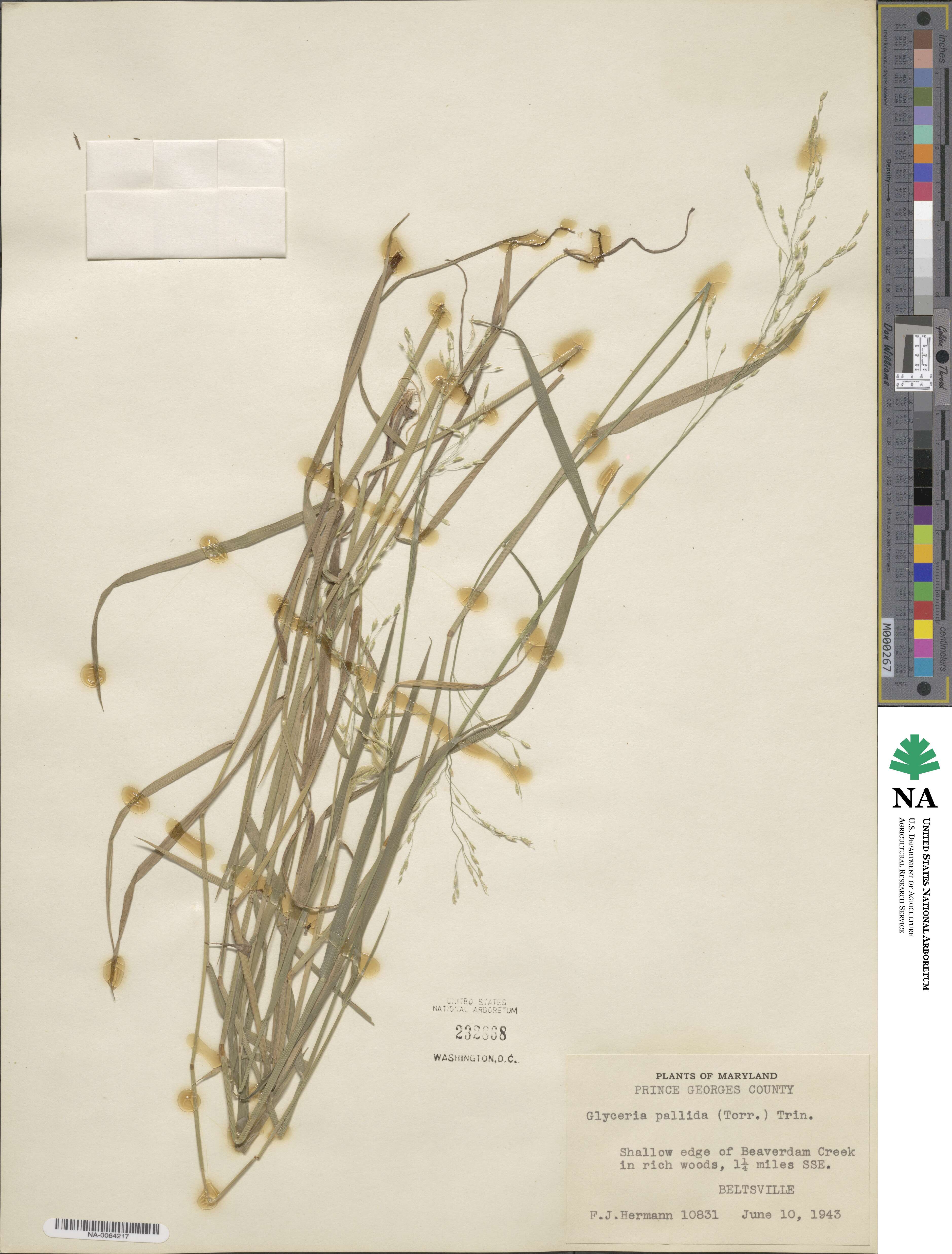 Torreyochloa pallida image