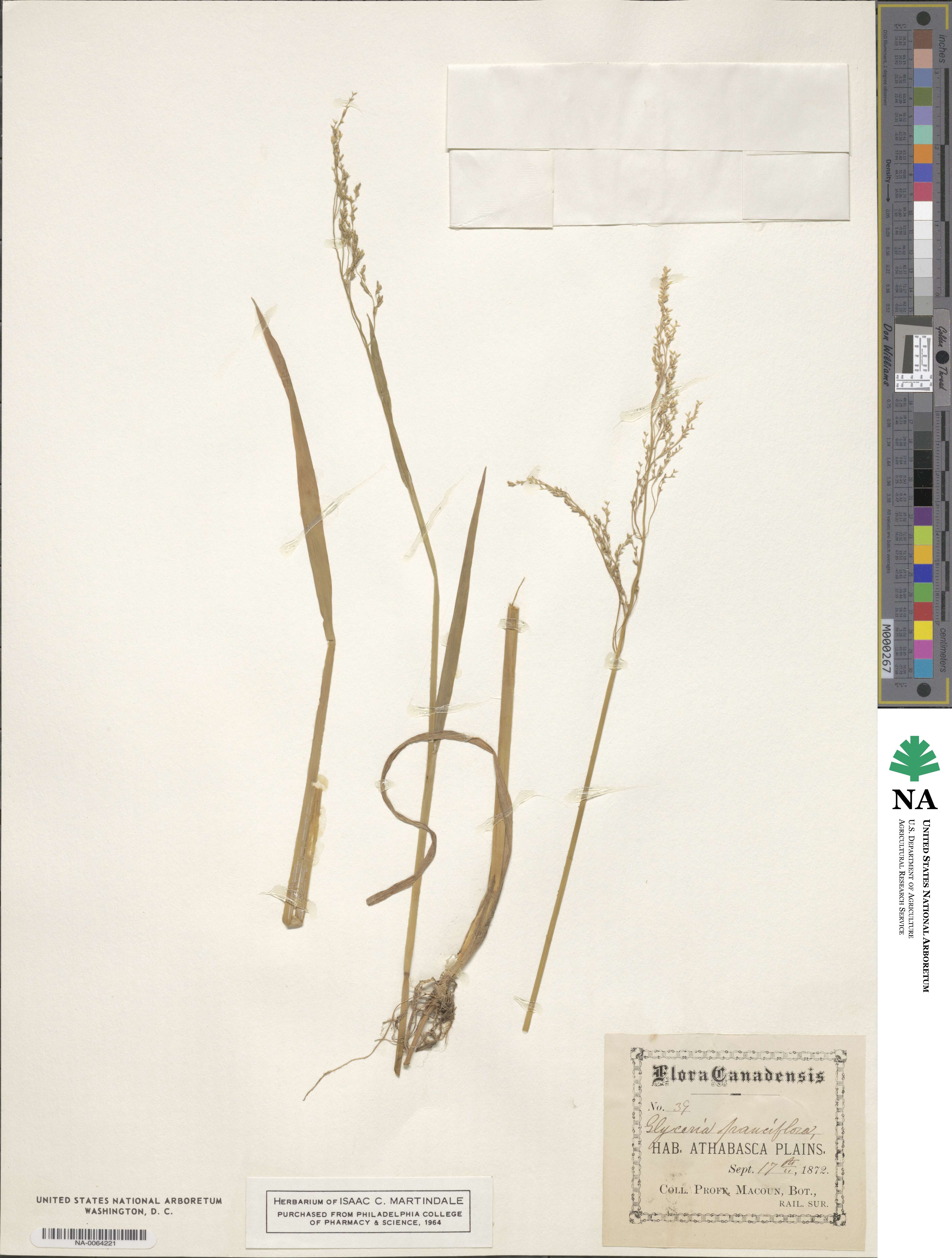 Torreyochloa pallida var. pauciflora image