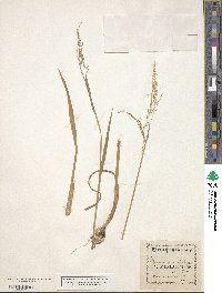 Torreyochloa pallida image