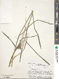 Glyceria septentrionalis image