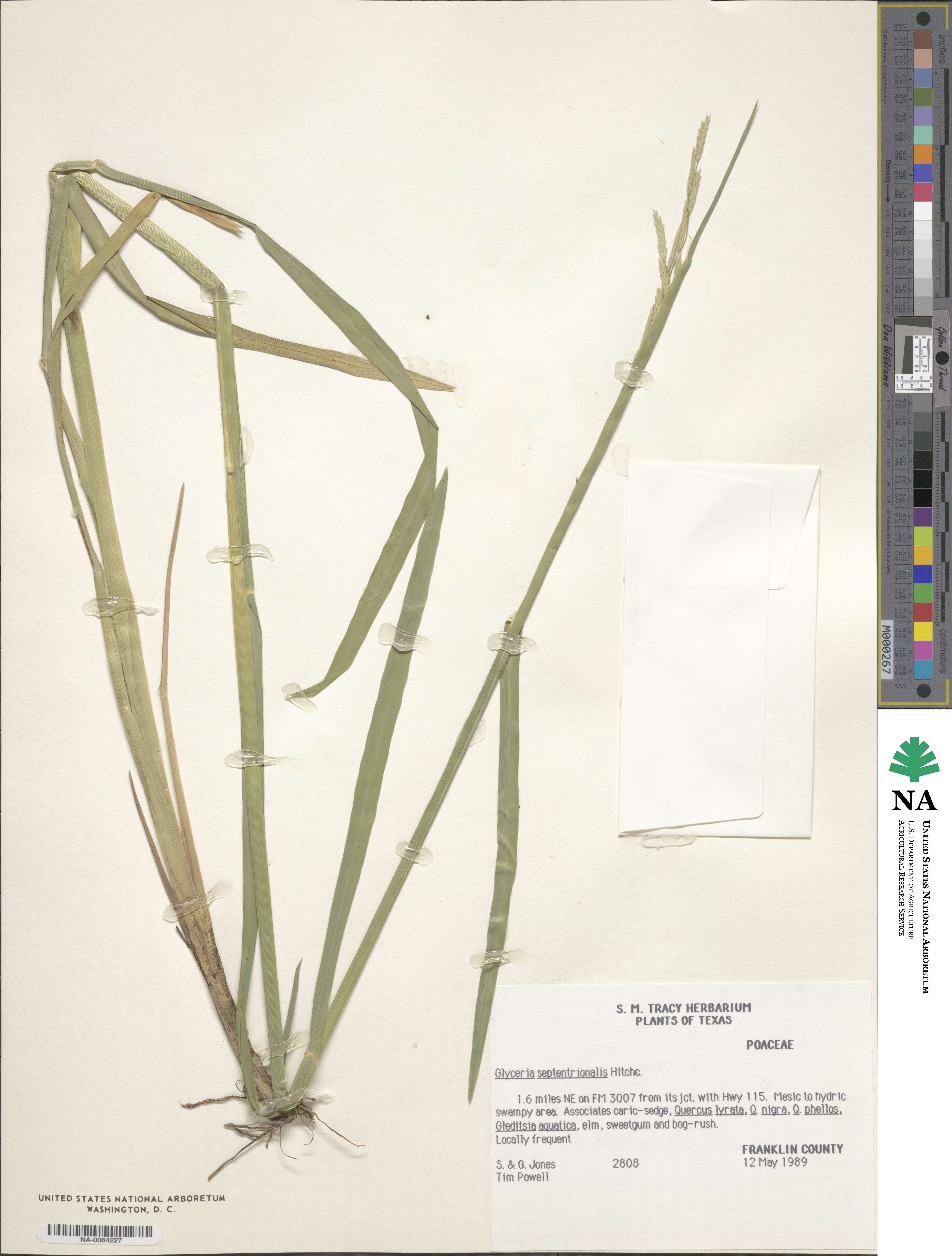 Glyceria septentrionalis image