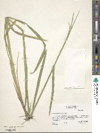 Glyceria septentrionalis image