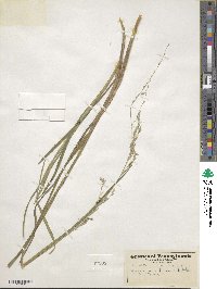 Glyceria septentrionalis image