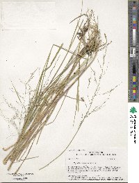 Glyceria striata image