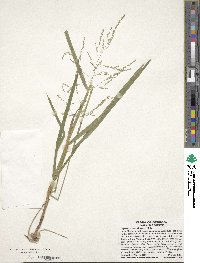 Glyceria striata image