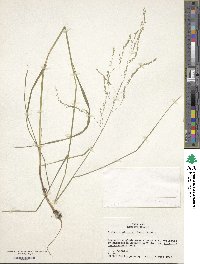 Glyceria striata image