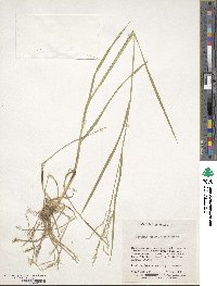 Glyceria striata image