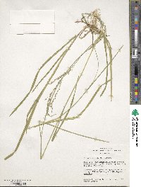 Glyceria striata image