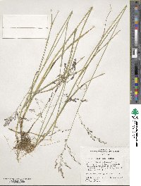 Glyceria striata image