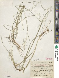 Glyceria striata image