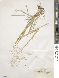 Glyceria striata image