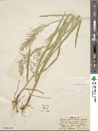 Glyceria striata image