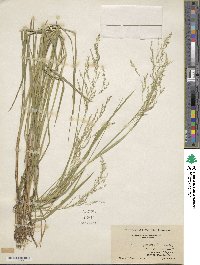 Glyceria striata image