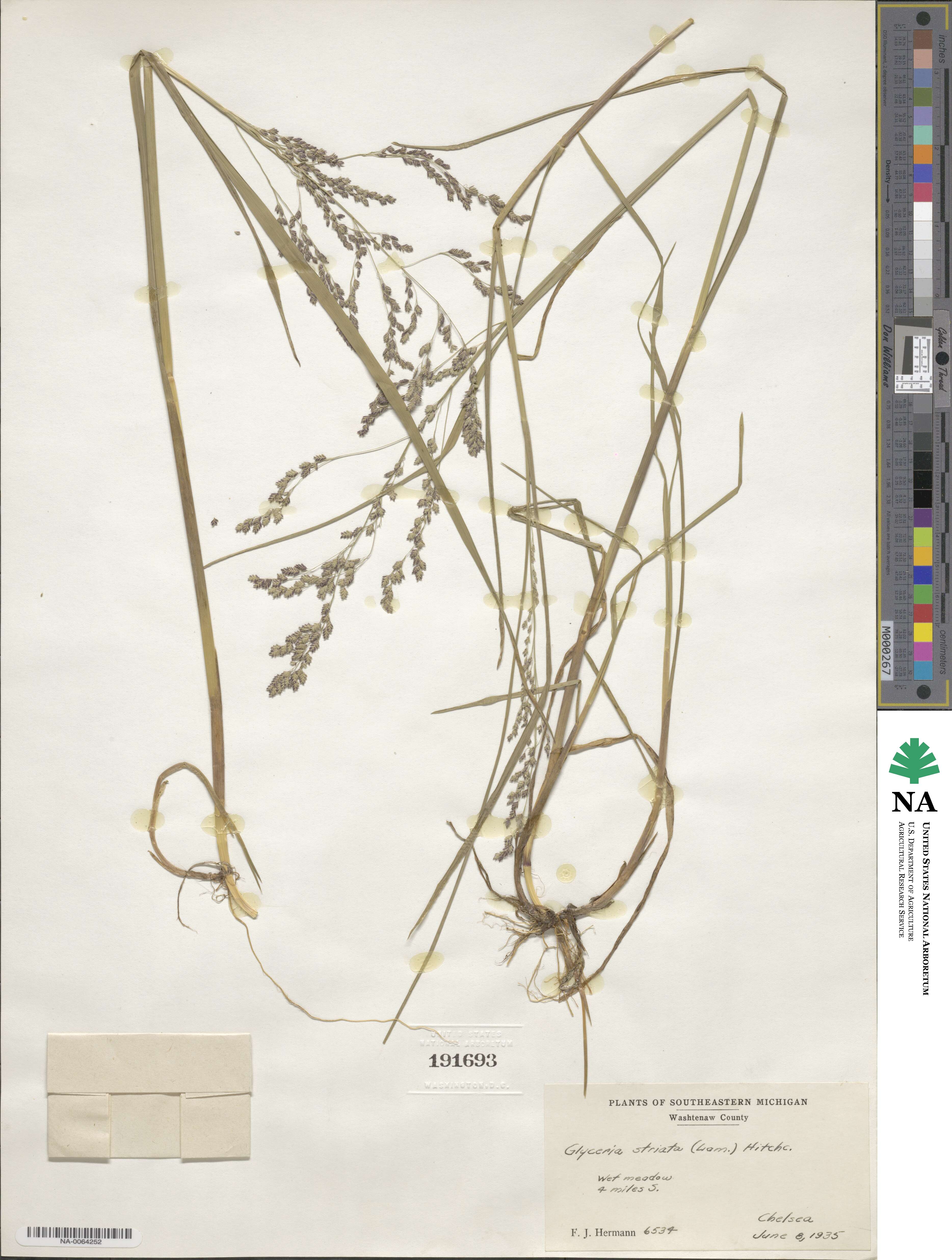 Glyceria striata image