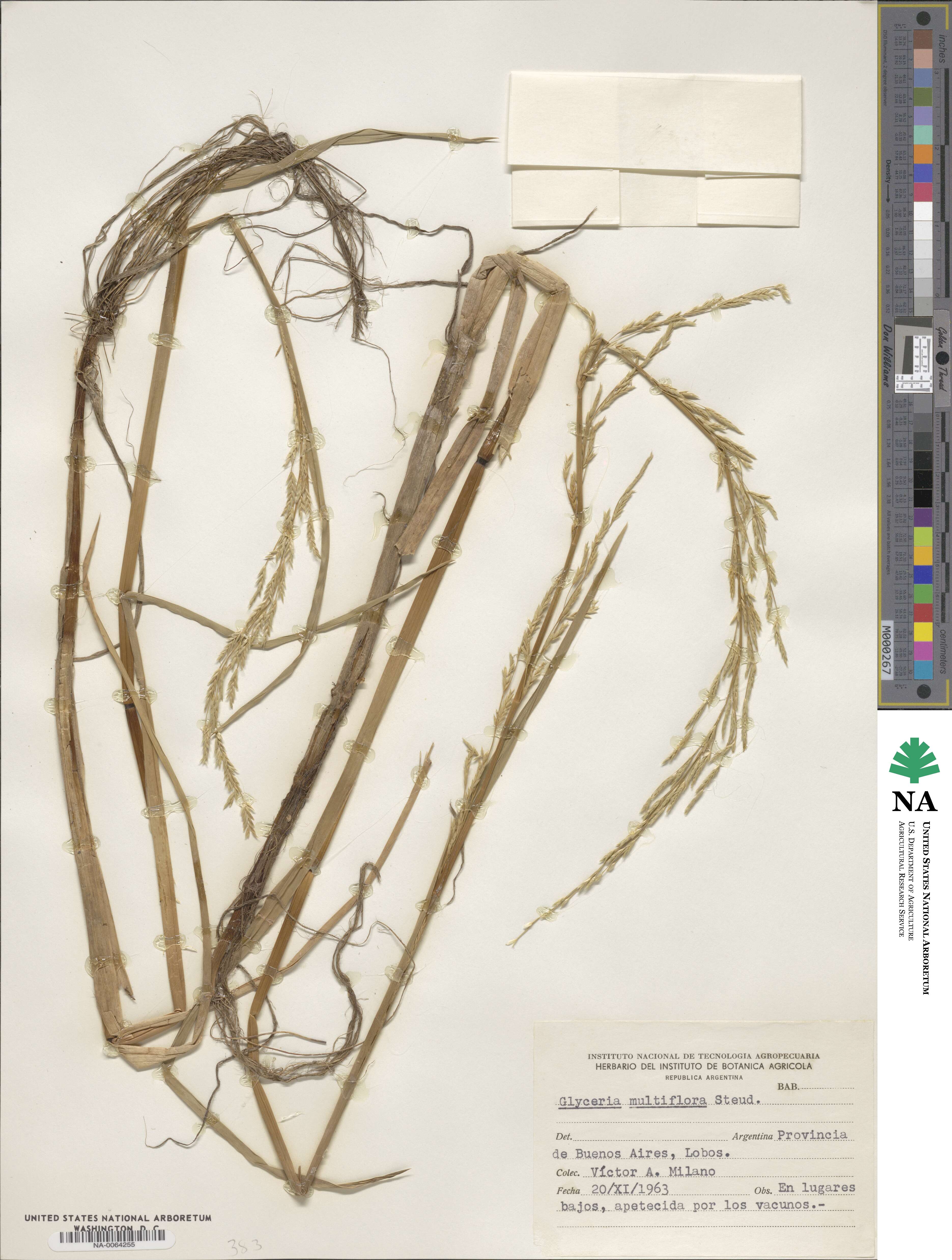 Glyceria multiflora image