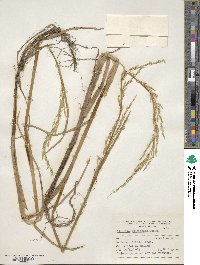 Image of Glyceria multiflora