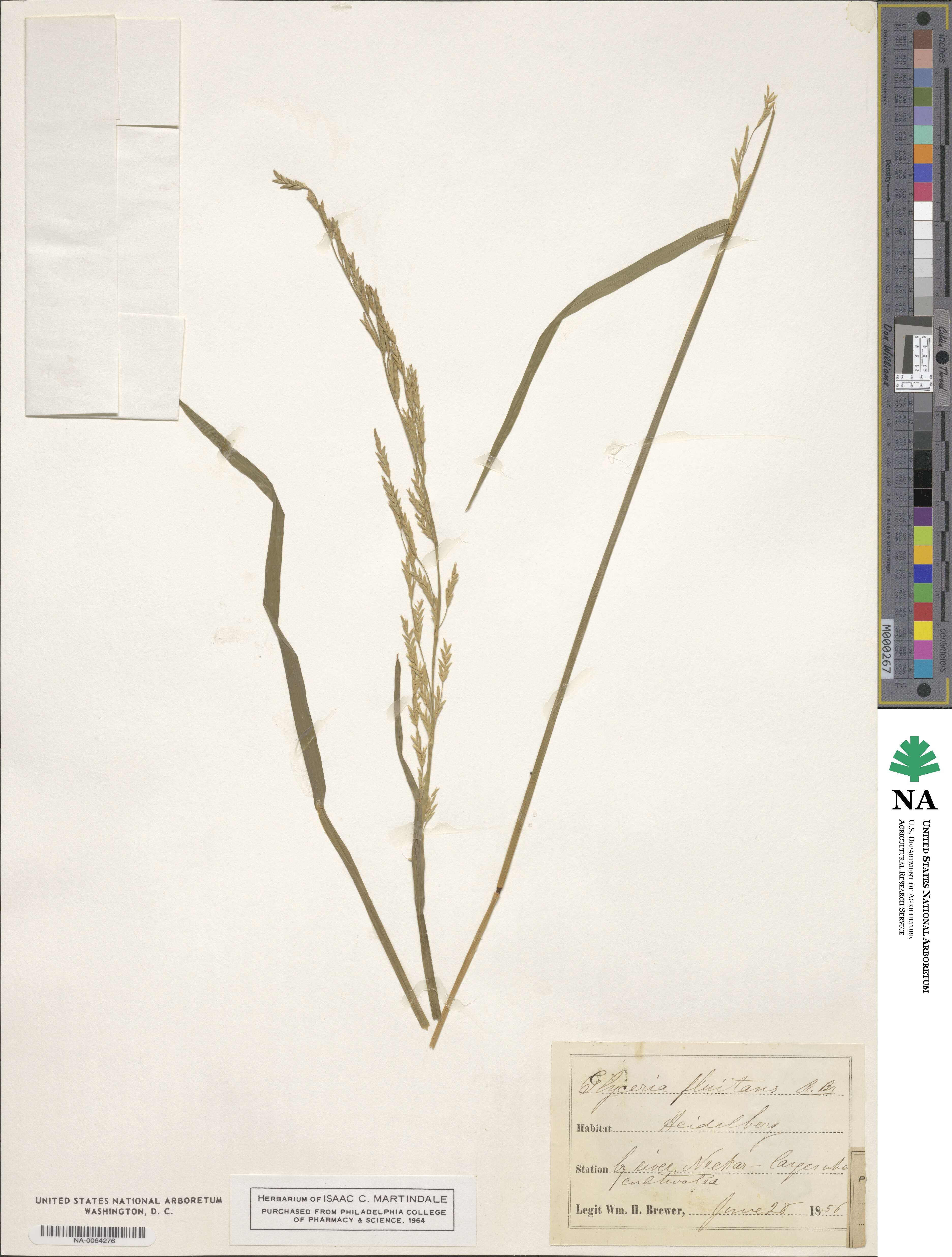 Glyceria fluitans image