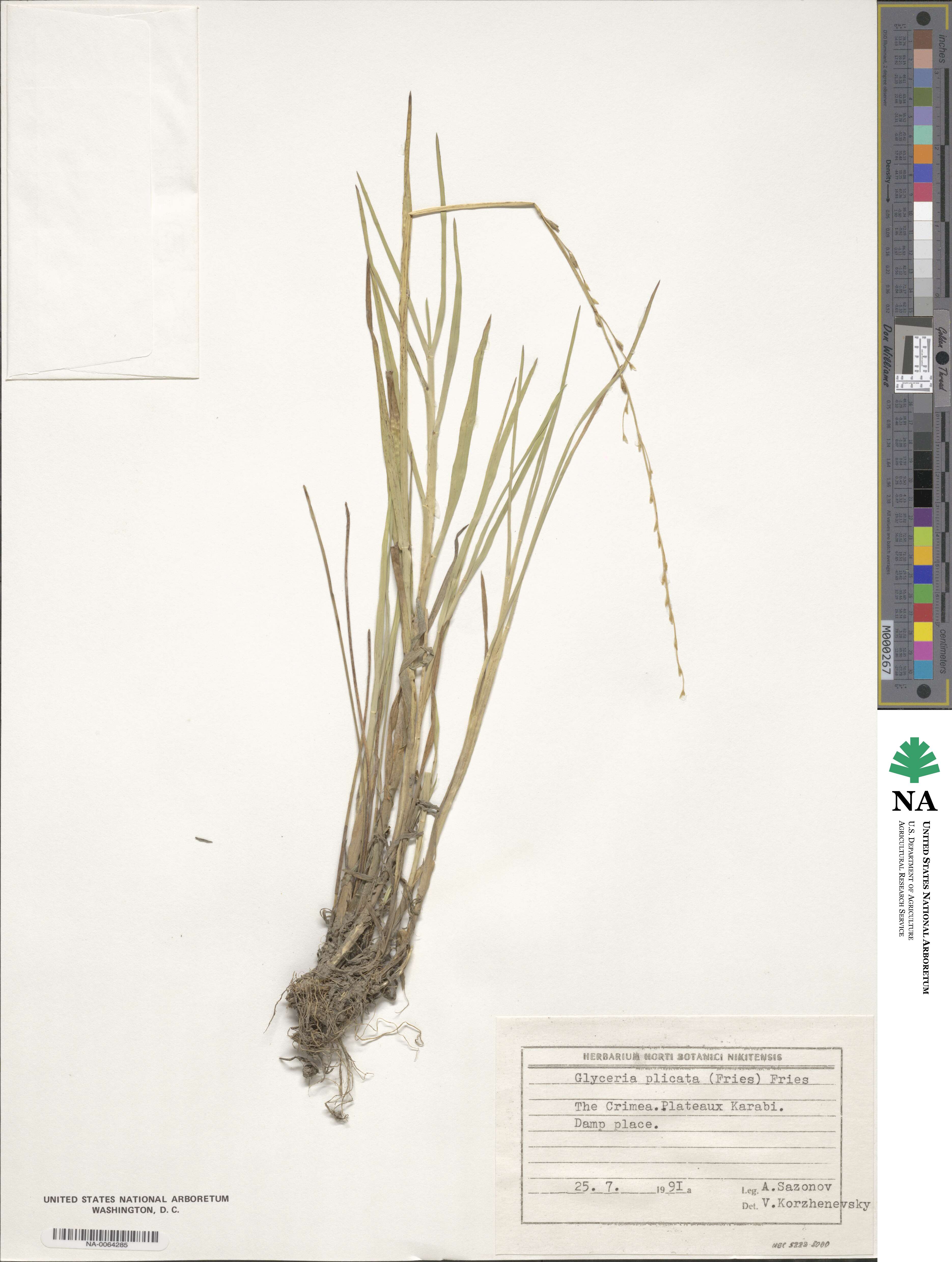 Glyceria notata image