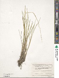 Image of Glyceria notata