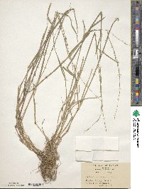 Glyceria acutiflora image