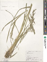 Image of Glyceria alnasteretum