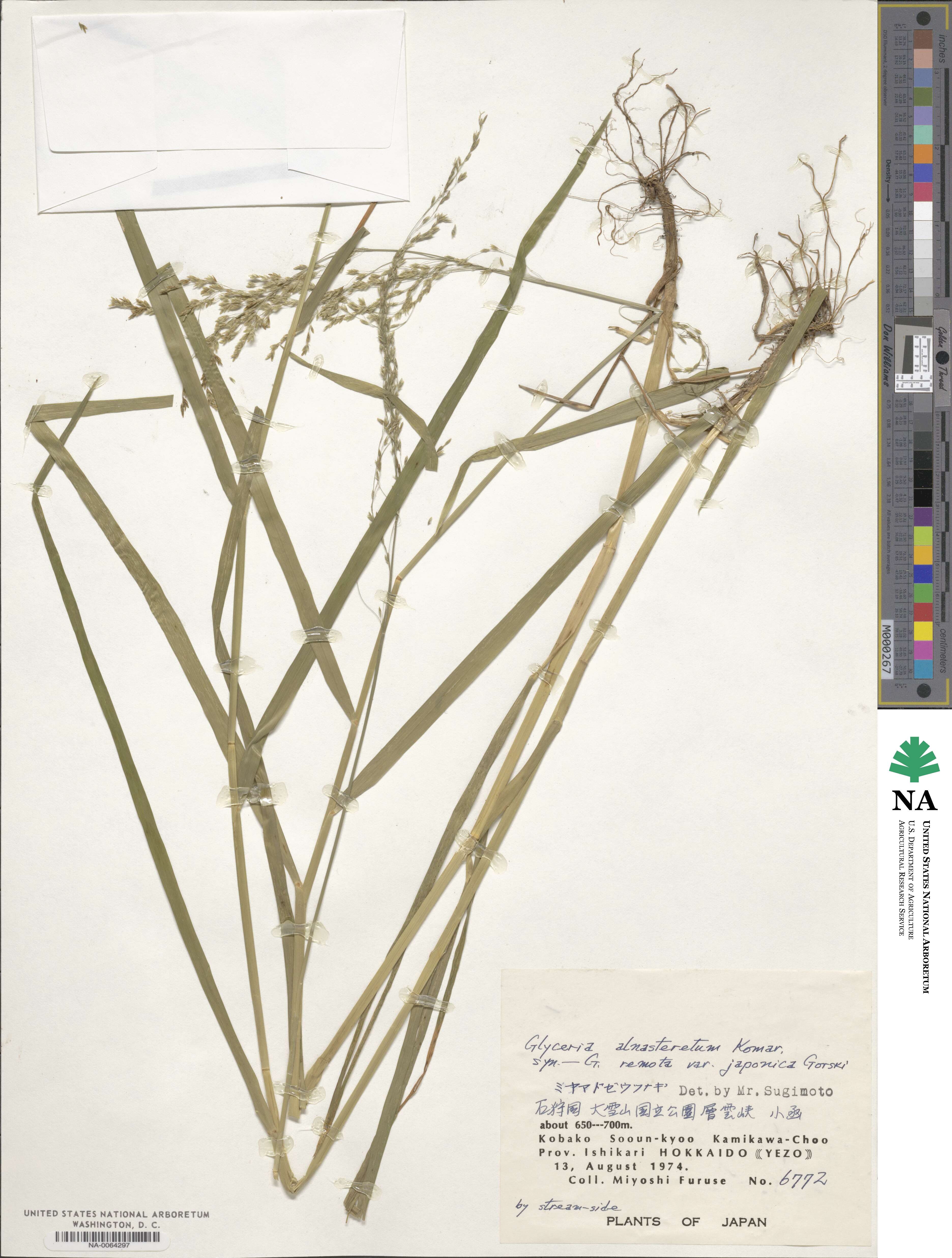 Glyceria alnasteretum image