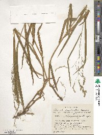 Glyceria alnasteretum image