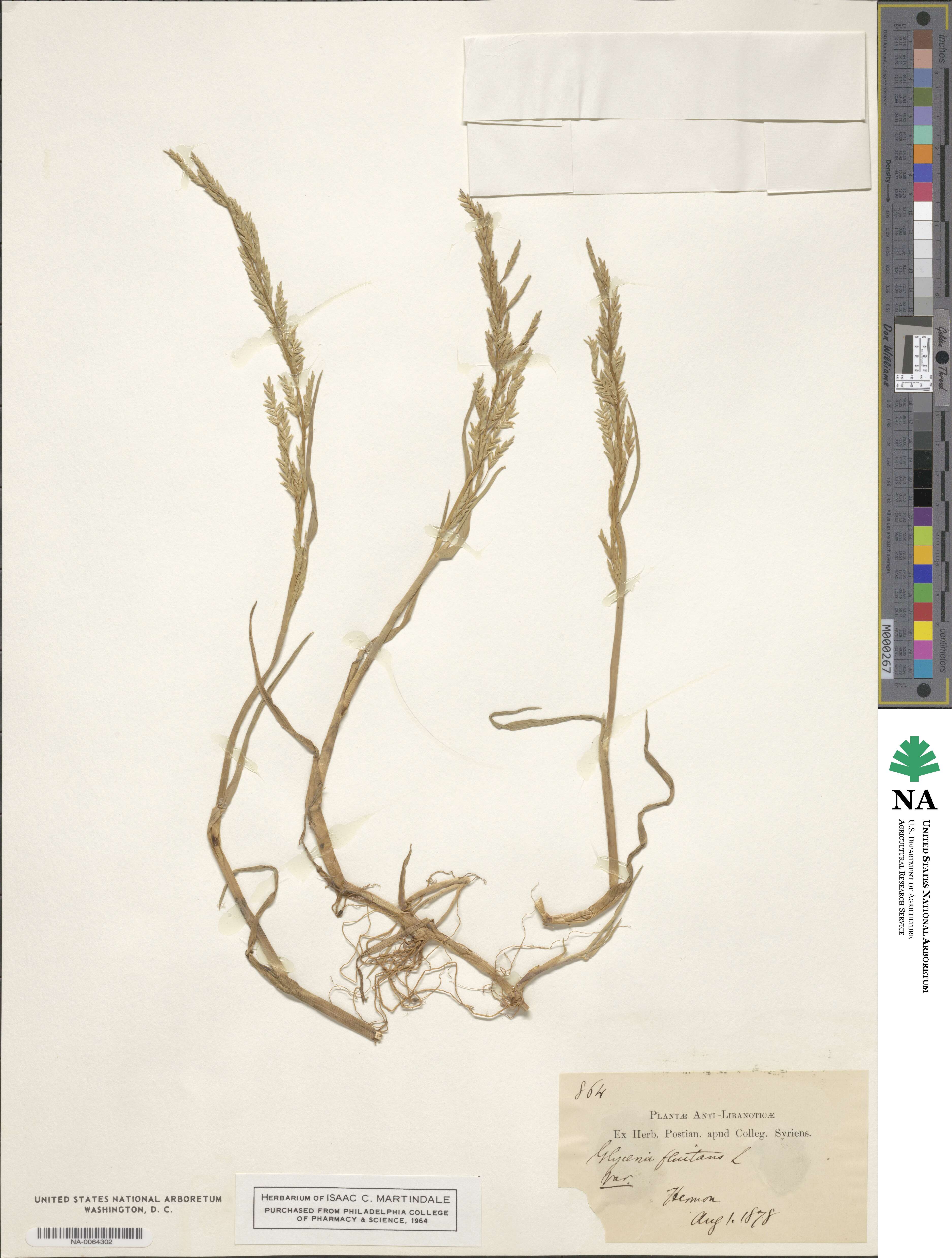 Glyceria fluitans image