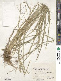 Glyceria ischyroneura image