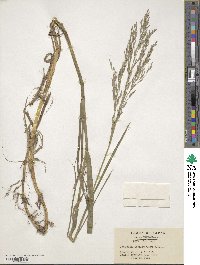 Glyceria ischyroneura image