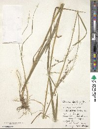 Image of Glyceria leptolepis