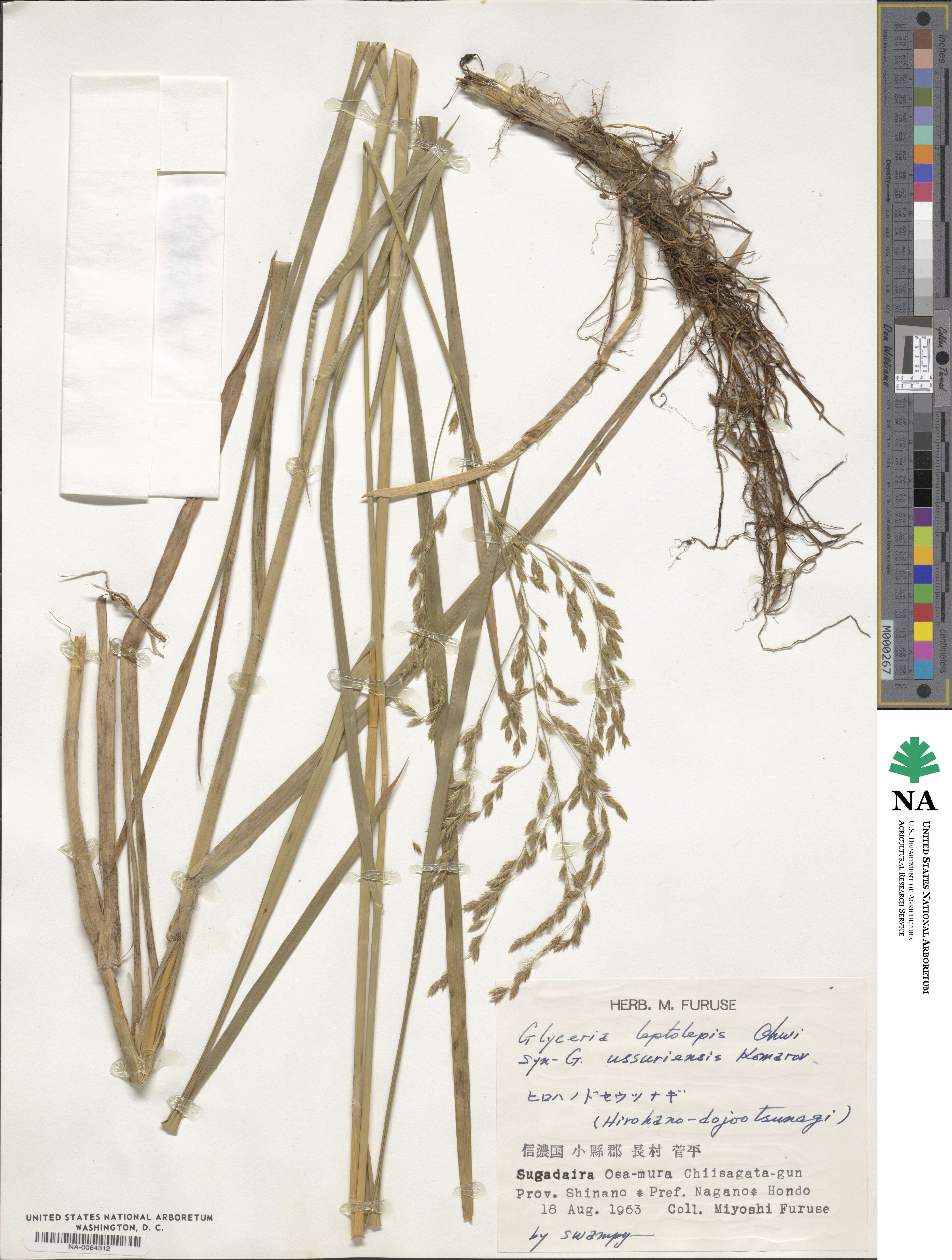 Glyceria leptolepis image