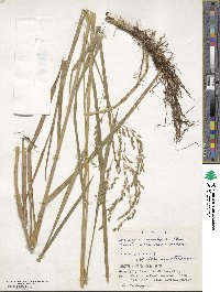 Glyceria leptolepis image