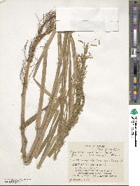 Glyceria leptolepis image