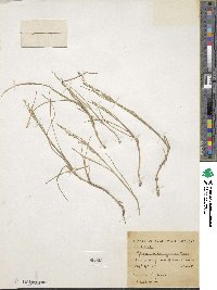 Image of Glyceria tonglensis